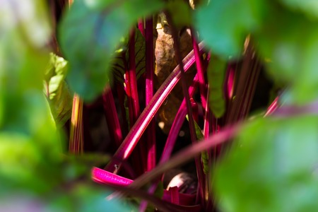 Young beet growing in garden. Close up ov young vegetableの写真素材