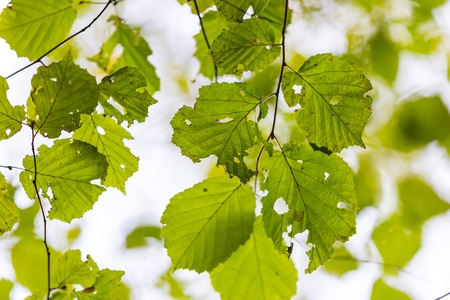 Green leaves on tree branchの写真素材