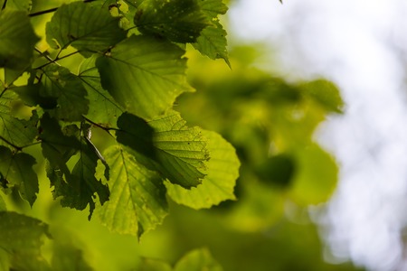 Green leaves on tree branchの写真素材