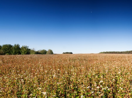 Field landscape, stubble field on polish countrysideの写真素材