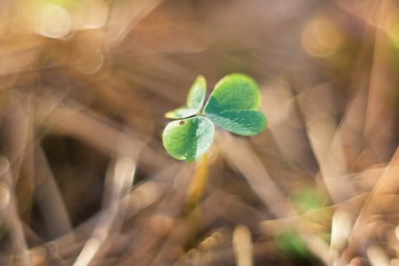 Wood sorrel leaf in close up.の写真素材