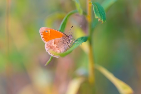 Butterfly sitting on plant. Insect close up