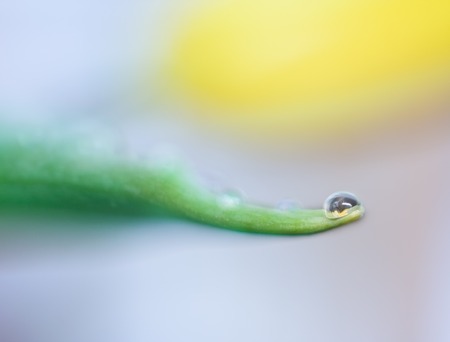 Close up of water droplet on grass leafの写真素材