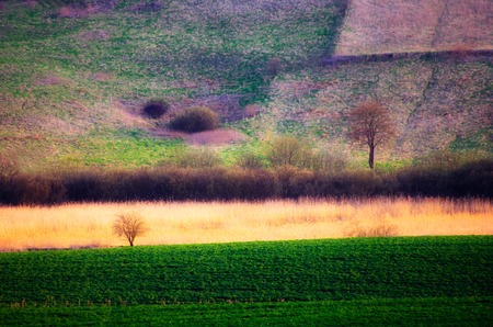 Young cereal field landscape, polish cultivated field.の写真素材