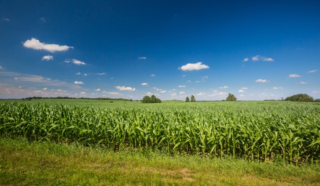 Young cereal field landscape, polish cultivated field.の写真素材