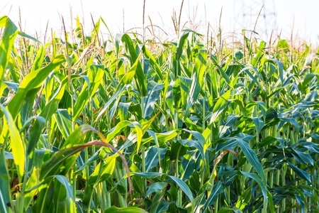 Close up of corn field at summer.