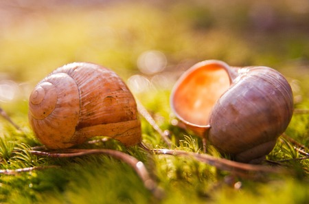Empty snail shell lies in grass at springtimeの写真素材