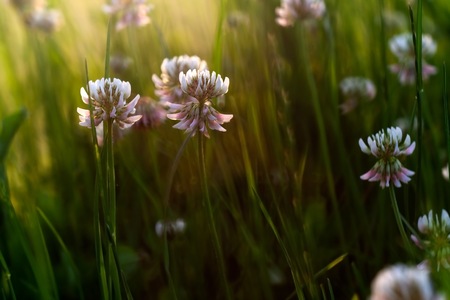 Wild white clover blooming. Plant close upの写真素材