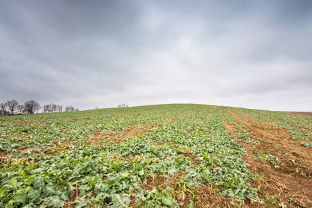 Young rape field landscape, Polish field