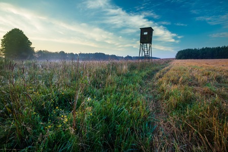 Meadow at morning. Beautiful polish meadow at foggy morningの写真素材
