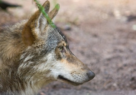 Wolf portrait. Animal landscapeの写真素材