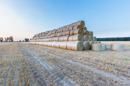 Stubble field landscape. Polish after harvest landscapeの写真素材