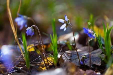 Close up of Liverworts flowers blooming in springtime european forest. Blue flowers close up.の写真素材