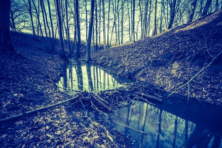 Vintage photo of early winter forest landscape.