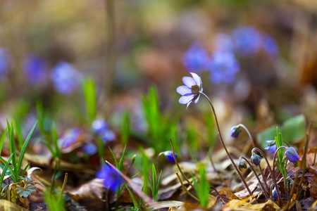 Close up of Liverworts flowers blooming in springtime european forest. Blue flowers close up.