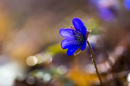 Close up of Liverworts flowers blooming in springtime european forest. Blue flowers close up.の写真素材