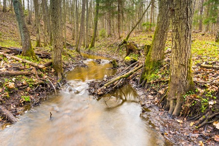 Early spring forest with small stream landscape. Polish forest after winter, just before springtime.