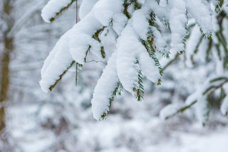 Spruce branch under snow in close up. Background of winter treeの写真素材