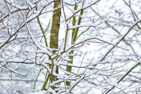 Branch of decideous tree covered by snow. Winter tree branch background.の写真素材