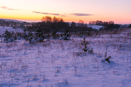 Beautiful winter fields and trees landscape. Countryside  under snow with sunset light.の写真素材
