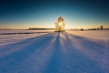 Beautiful cold morning on snowy winter countryside. Winter tree and sun. Polish countryside at snowy...