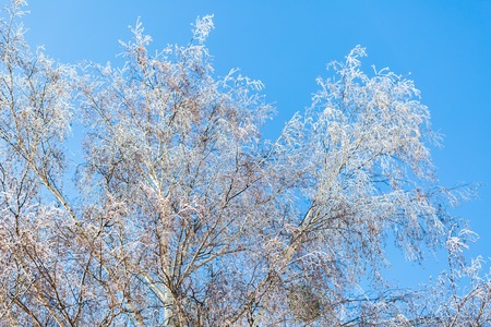 Hoarfrost on tree branch in close up. Beautiful winter background with ice crystals covered tree...