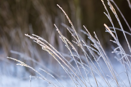 Winter dry plants with rime close up. Beautiful withered plants under hoarfrost crystals. Winter macroの写真素材