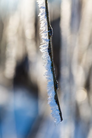 Hoarfrost on tree branch in close up. Beautiful winter background with ice crystals covered tree branch.の写真素材