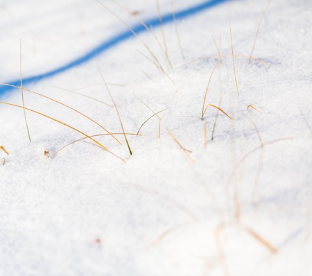 Winter dry plants with rime close up. Beautiful withered plants under hoarfrost crystals. Winter macroの写真素材