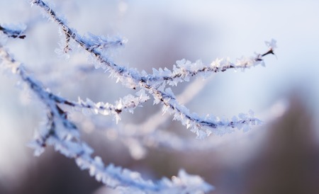 Hoarfrost on tree branch in close up. Beautiful winter background with ice crystals covered tree branch.の写真素材