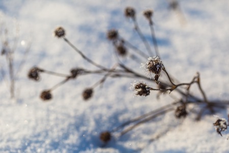 Winter dry plants with rime close up. Beautiful withered plants under hoarfrost crystals. Winter...