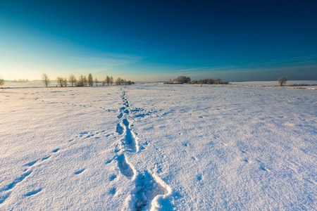 Beautiful cold morning on snowy winter countryside. Polish countryside at snowy winter.の写真素材
