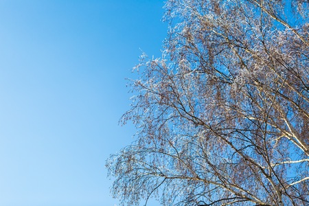 Hoarfrost on tree branch in close up. Beautiful winter background with ice crystals covered tree branch.の写真素材