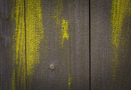Old dark destroyed wooden wall background with green lichens. Ideal backgroundの写真素材