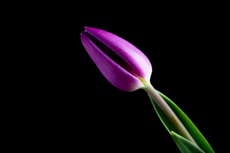 Beautiful tulip flowers isolated on black background. Natural Springtime flowers.の写真素材