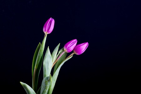 Beautiful tulip flowers isolated on black background. Natural Springtime flowers.