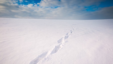 Winter snowy field landscape. Polish fields after blizzard.の写真素材