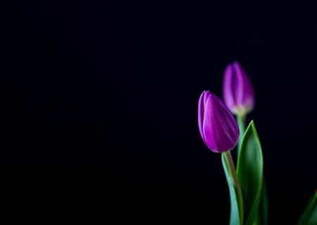 Beautiful tulip flowers isolated on black background. Natural Springtime flowers.の写真素材