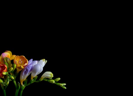 Beautiful fresia flowers bouquet isolated on black background. Natural flowers.の写真素材