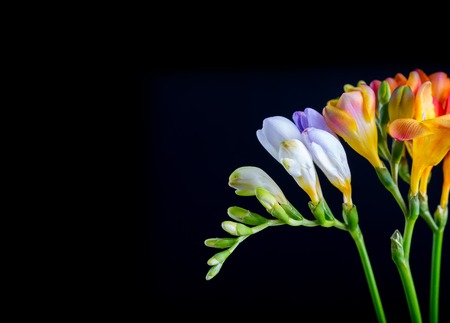 Beautiful fresia flowers bouquet isolated on black background. Natural flowers.の写真素材