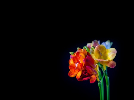 Beautiful fresia flowers bouquet isolated on black background. Natural flowers.の写真素材