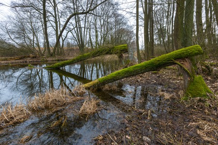 River in springtime forest in Poland. Early springtim landscape of sad landscape with trees and river.の写真素材