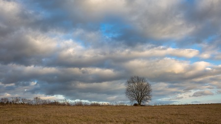 Withered grassland and single tree under cloudy sky at springtime. Natural landscapeの写真素材