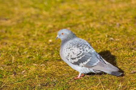 Pigeons in city park photographed in warm light. Wild birds living in city.の写真素材