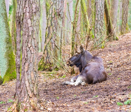 Moose portrait. Wild european animal living in forest.の写真素材