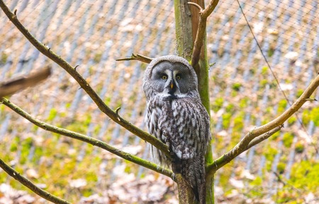 Beautiful owl portrait. Big european owl photographed in animal park.の写真素材