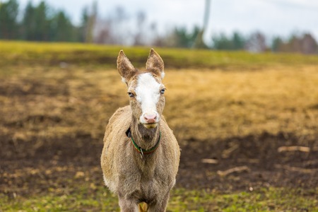 David's Deer (Elaphurus davidianus)の写真素材