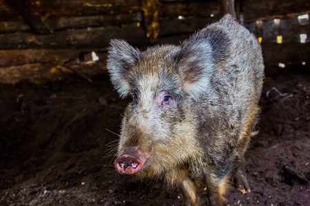 Boar portrait. Face of wild european boar in close up.の写真素材
