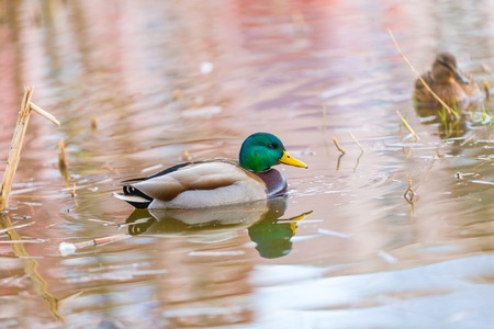 Mallard ducks photographed in city park. Wild ducks living near water.の写真素材