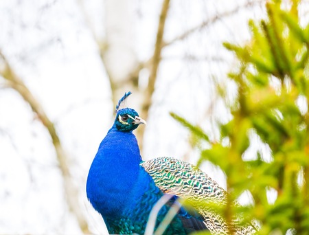 Beautiful peacock portrait. Big colorful bird in natureの写真素材